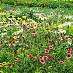 photo "Flowers for Berenice"