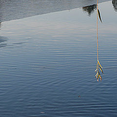 photo "First ice on the lake"