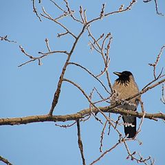 photo "Crow"