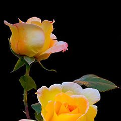 photo "yellow rose"