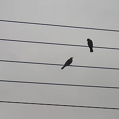 photo "The first two notes in a bar, the birdy song"