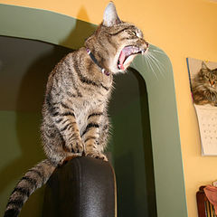 photo "come on if you think you are big enough"