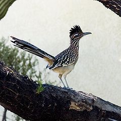 фото "Roadrunner in Arizona, USA"