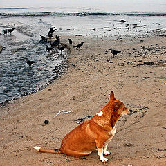 photo "Dog and Crows"
