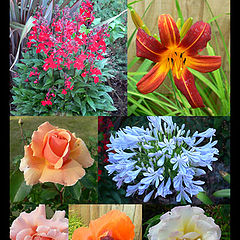 photo "Flowers collage"