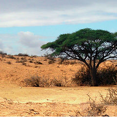 фото "В песках пустыни"