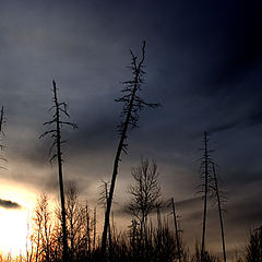 фото "после пожара"