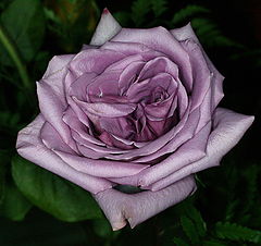 фото "Detailed Mauve Rose"