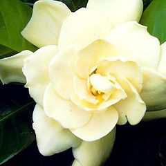 фото "Gardenia "Florida ""