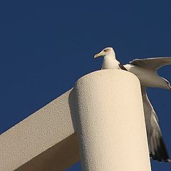 photo "The couple"