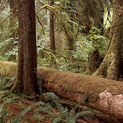 фото "Ho National Forest Washington State USA"