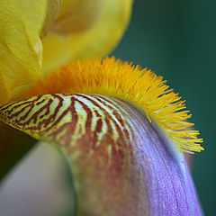 photo "Iris"