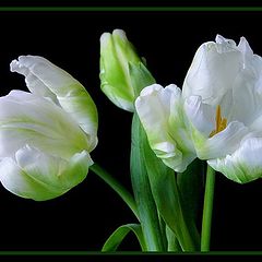 фото "tulipa veridens"