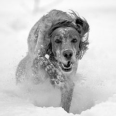 фото "English setter 2"