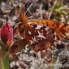 фото "Boloria chariclea"