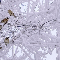 photo "Frosty water color..."