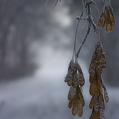 фото "Зиминий этюд"