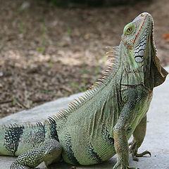 фото "wild iguana"