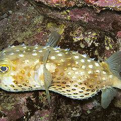 photo "Angry Yellowspoted Burrfish"