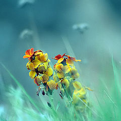 photo "***"