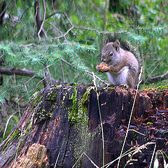 photo "Fine Mountain  Dining"