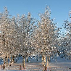 photo "White birchs"