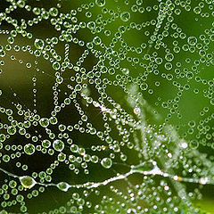 photo "spiderweb  in dew"