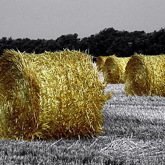 фото "The Golden Family"