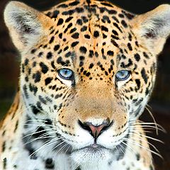 photo "head shot jaguar"