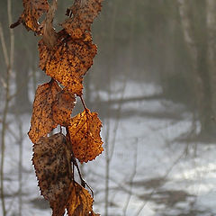 photo "Sheet's  in a fog"