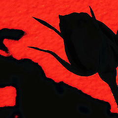 photo "Shadow Rose 2"