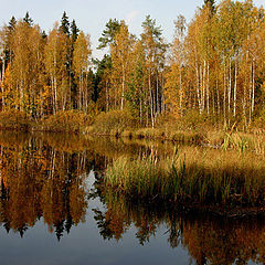 фото "Золотая осень"