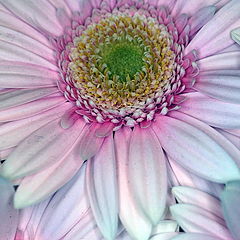 фото "Daisies Intertwined"