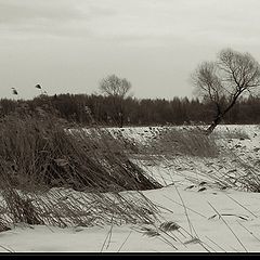 photo "Under an impact of winds"