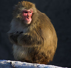 photo "Monkey (#2)"