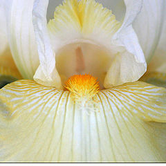 photo "Iris"