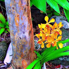 photo "Yellow Orchid"