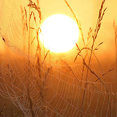 photo "Rising through a web"