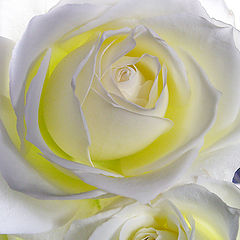 photo "Sweet couple"