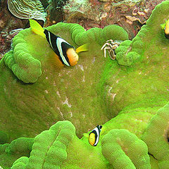 photo "Clark's clownfish (Yellowtail clownfish)"