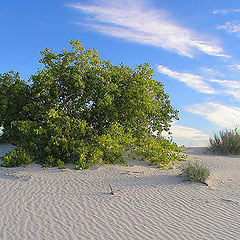 photo "Lone Tree"