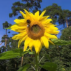 photo "Northern sunflower"