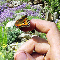 photo "Butterfly on finger"