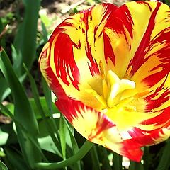 photo "Simple tulip"