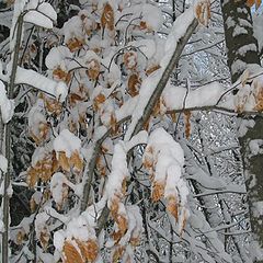 photo "Leaves and snow (QC)"