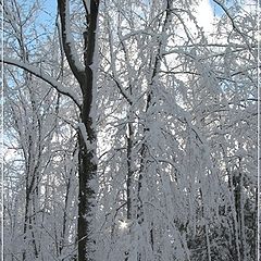 photo "White sun and trees (QC)"