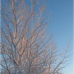 photo "Trees at setting sun (QC)"