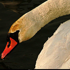 photo "Wet swan"