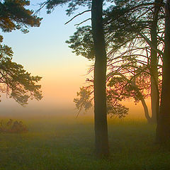 фото "look from wood"