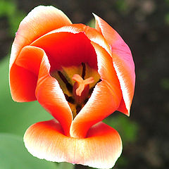 фото "Tulip..."